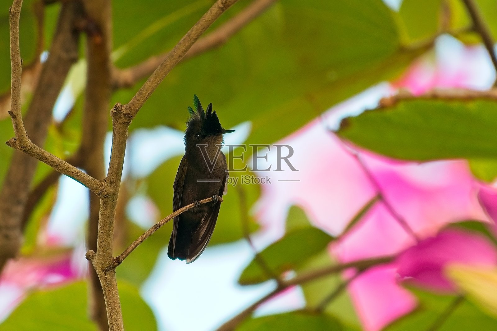 安提瓜冠蜂鸟 04照片摄影图片