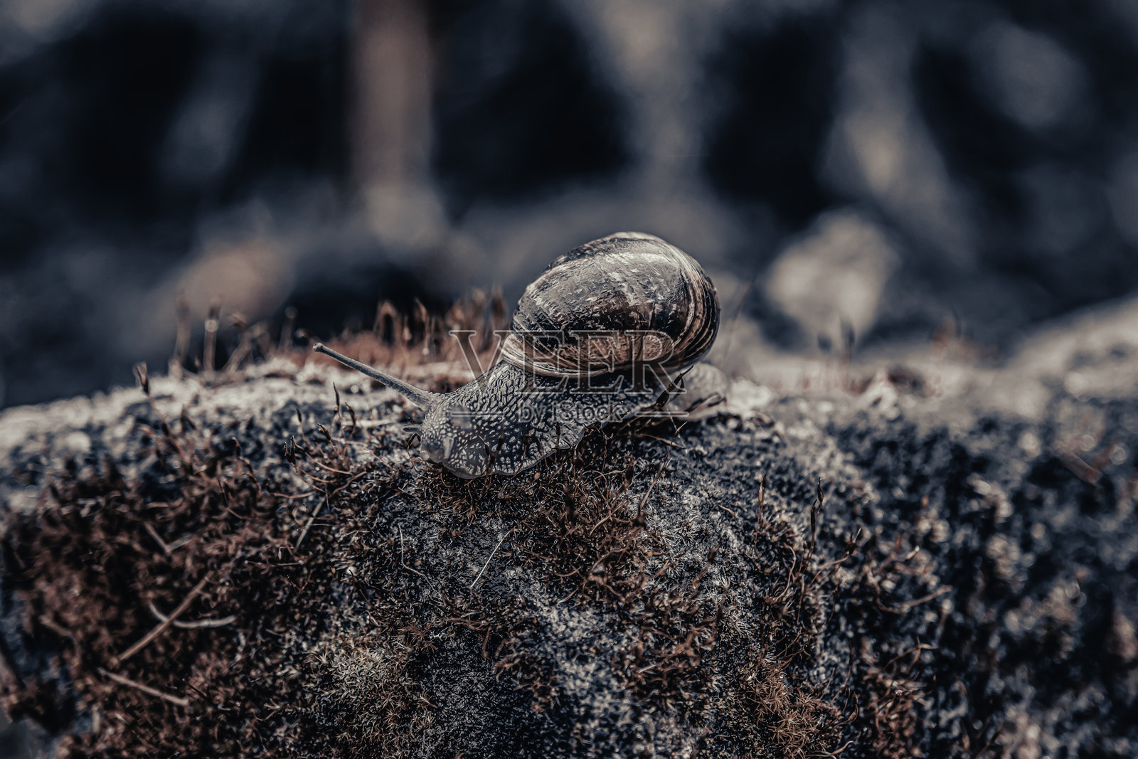 蜗牛的速度照片摄影图片