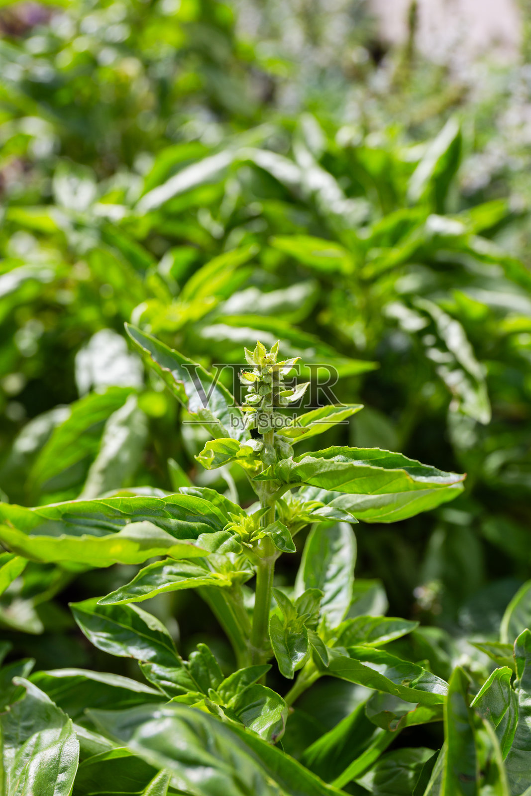新鲜的绿色罗勒植物在花园中生长照片摄影图片