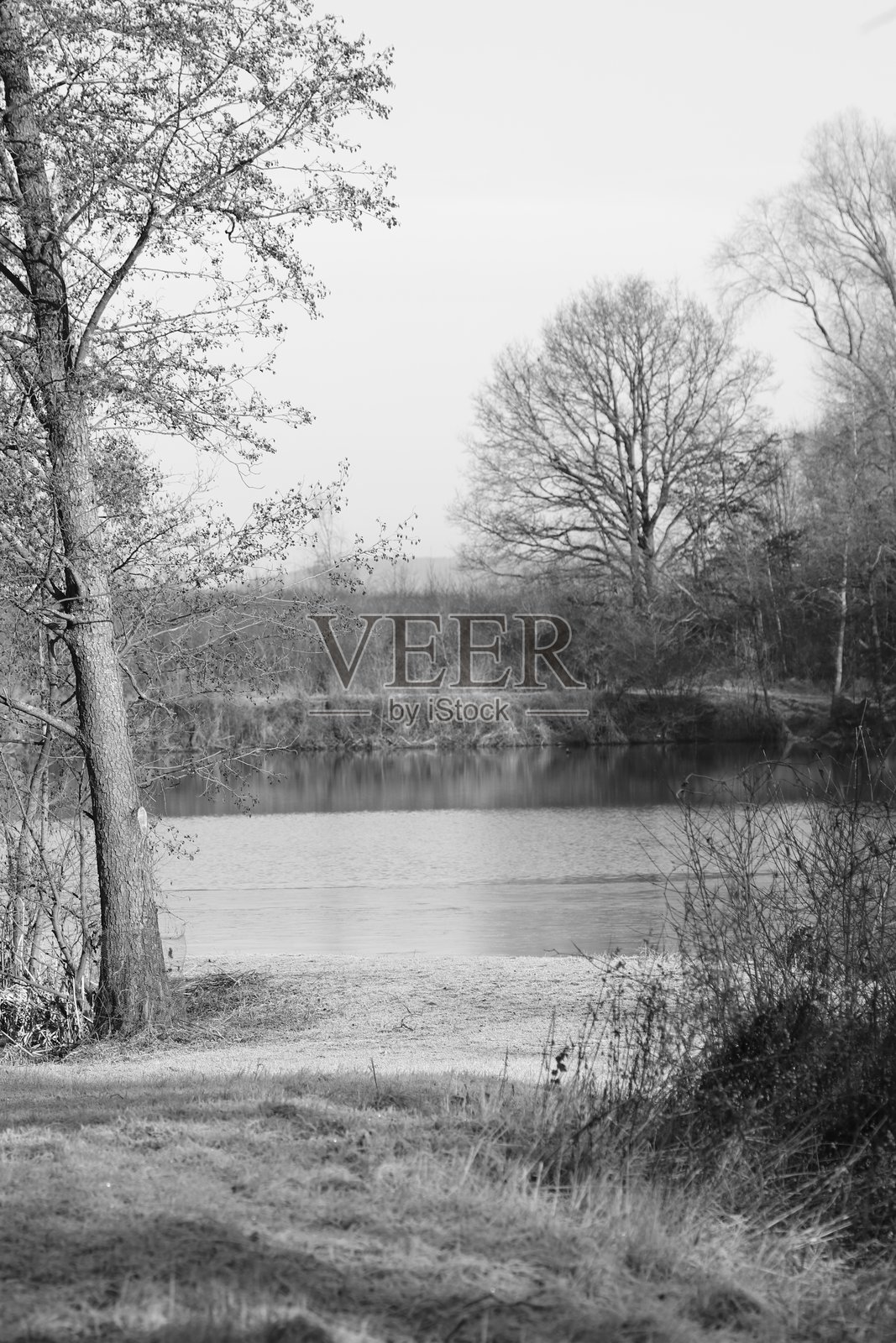 冬季霜冻下湖边的树景照片摄影图片