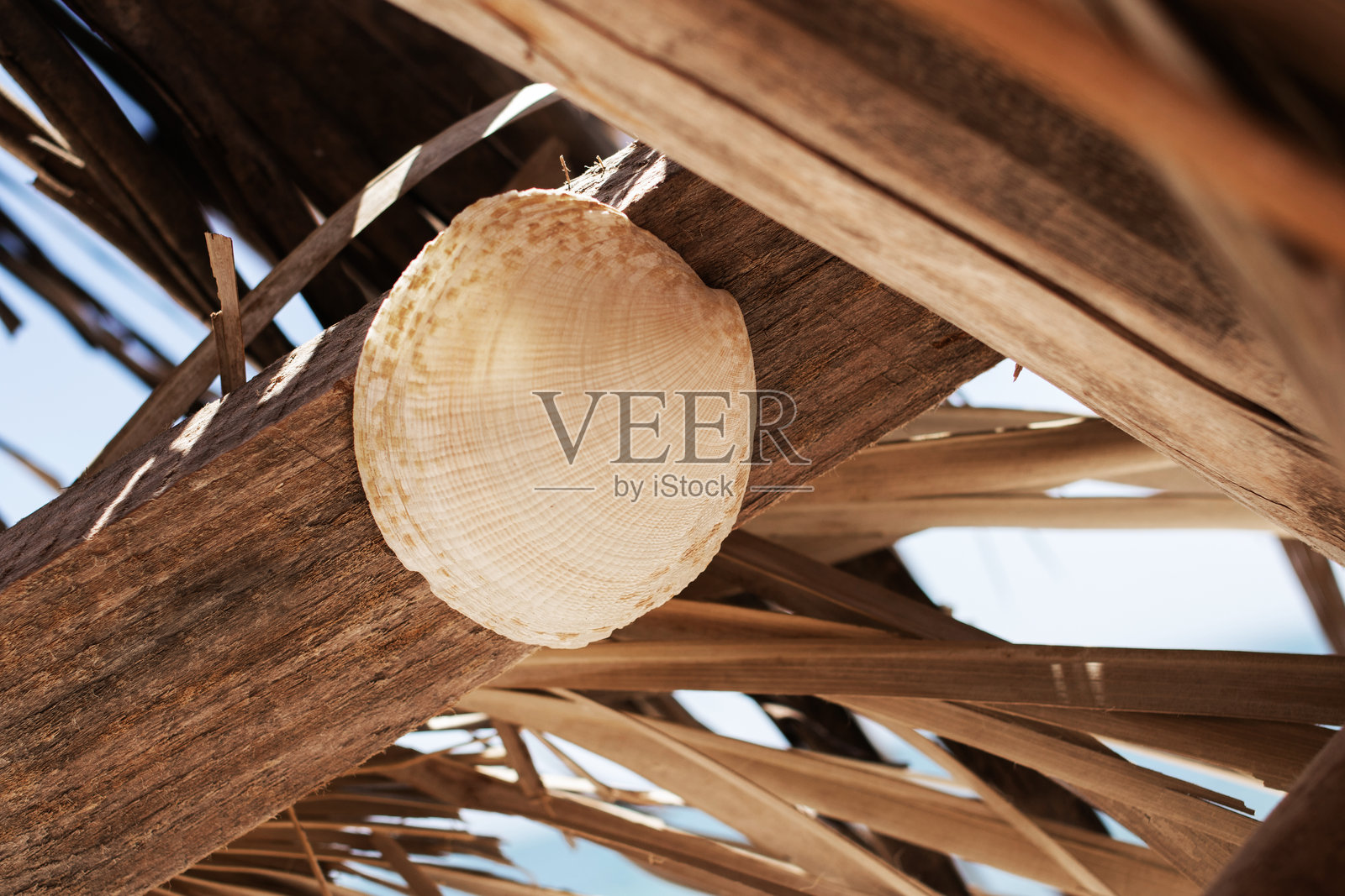 附着在乡村木梁上的海贝壳照片摄影图片