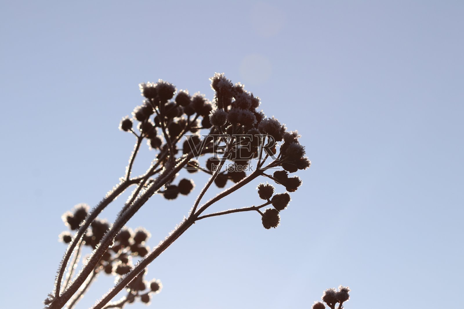 霜冻的花朵照片摄影图片
