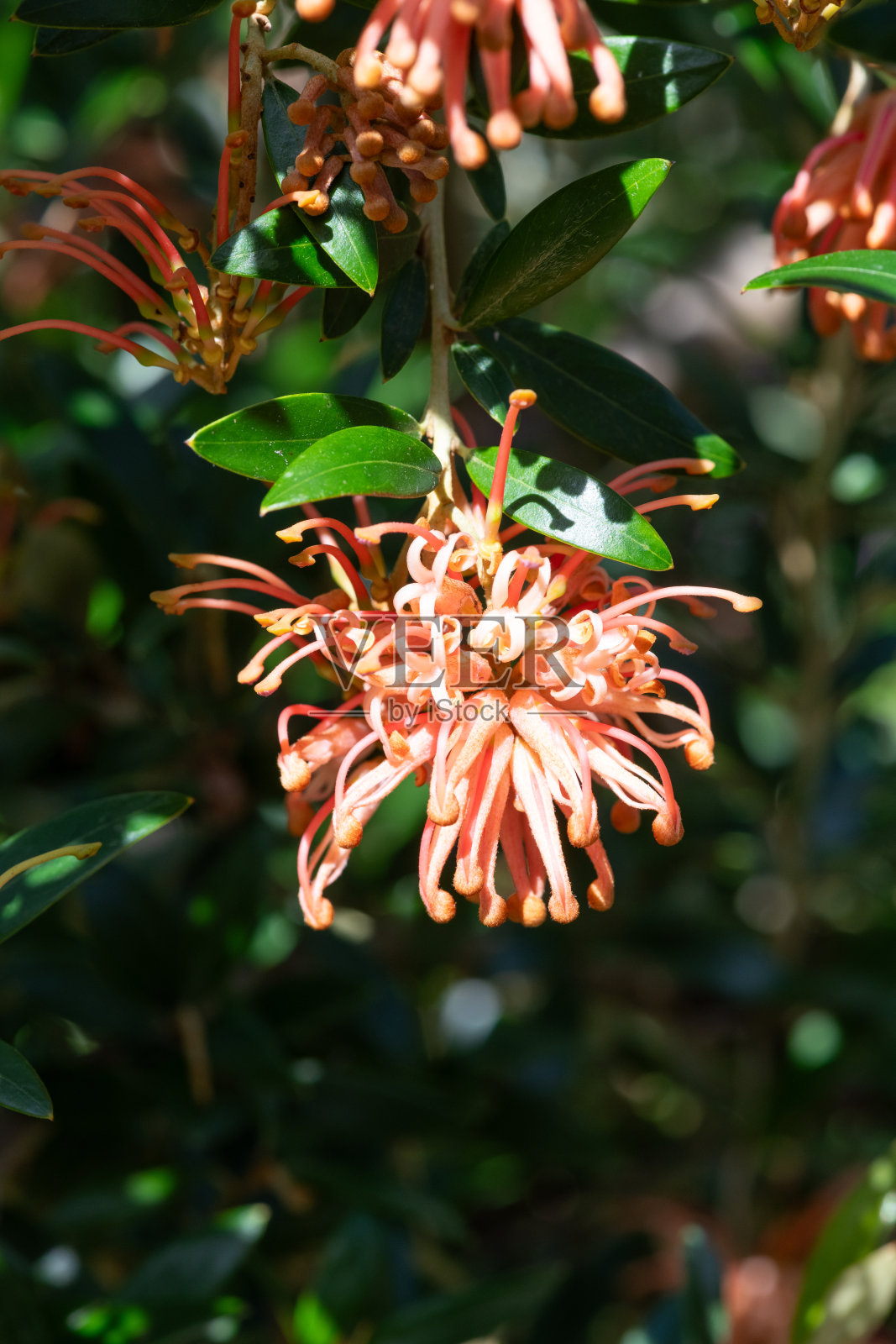 格雷维利亚花照片摄影图片
