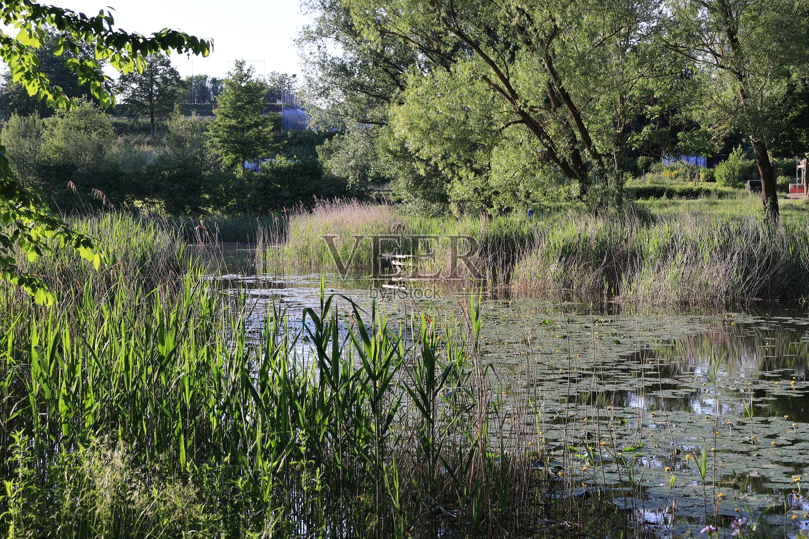 黑森林的恩普芬市美丽的夏季傍晚照片摄影图片