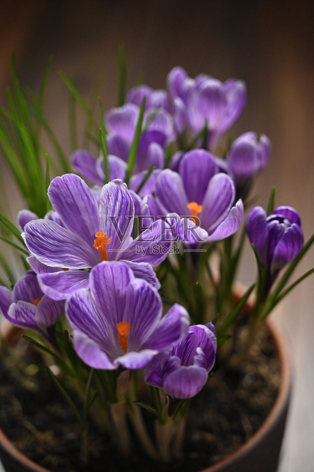 美丽的紫丁香盆栽番红花盛开照片摄影图片