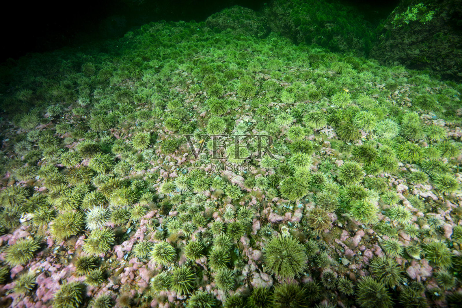 绿色海胆照片摄影图片