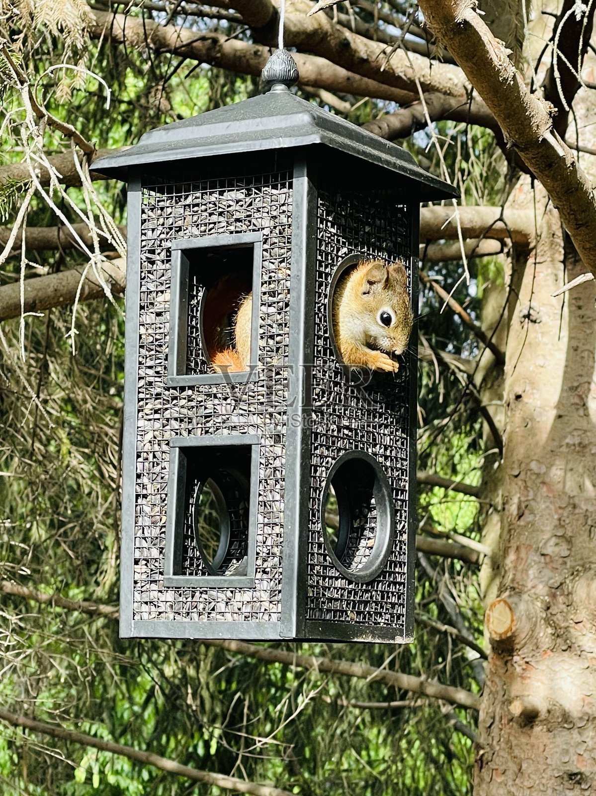 松鼠在鸟食器里吃东西照片摄影图片