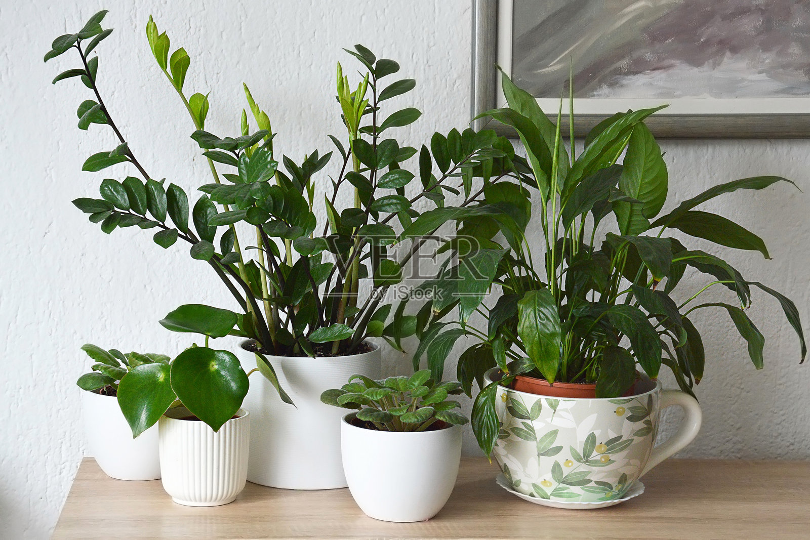 室内植物摆放在木制橱柜上。盆栽室内植物。照片摄影图片