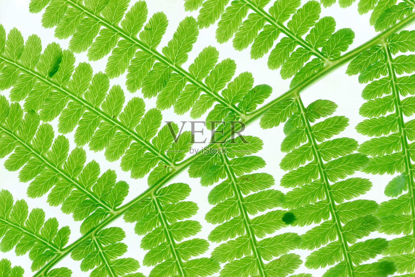 绿色蕨类植物叶子孤立在白色背景上照片摄影图片