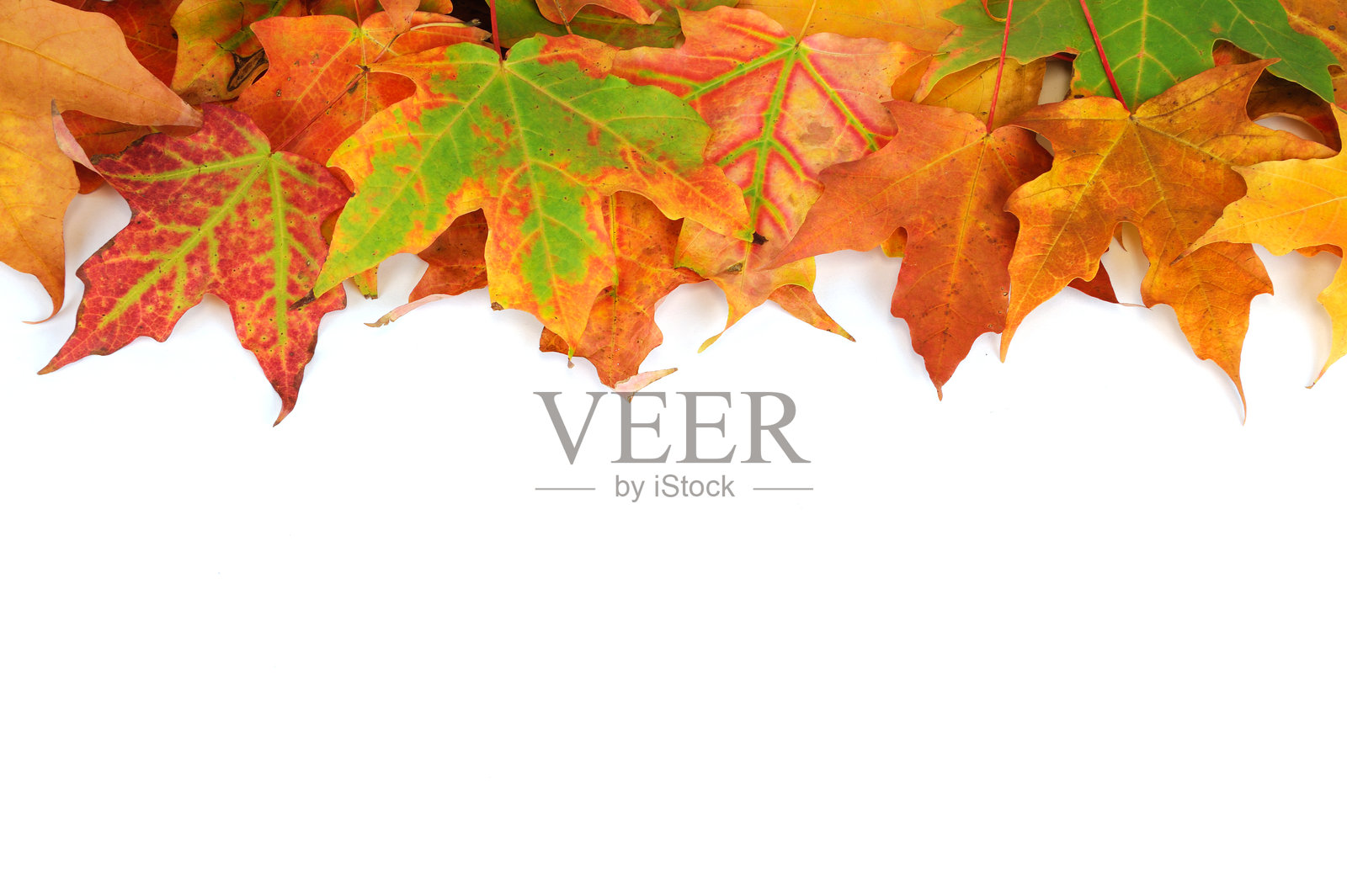 五彩斑斓的秋季枫叶框架，孤立在白色背景上照片摄影图片