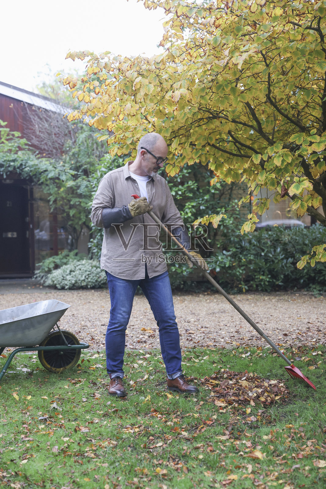 成熟男性在秋天的花园里耙树叶照片摄影图片