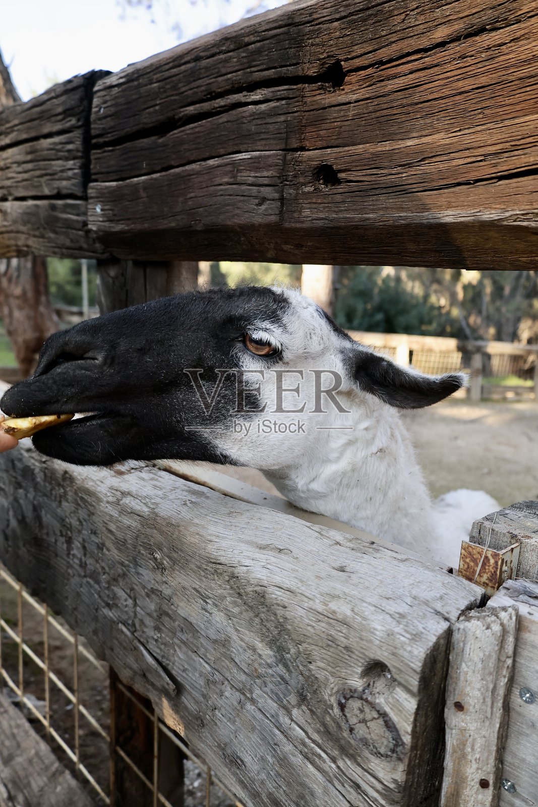 户外休息的骆驼照片摄影图片