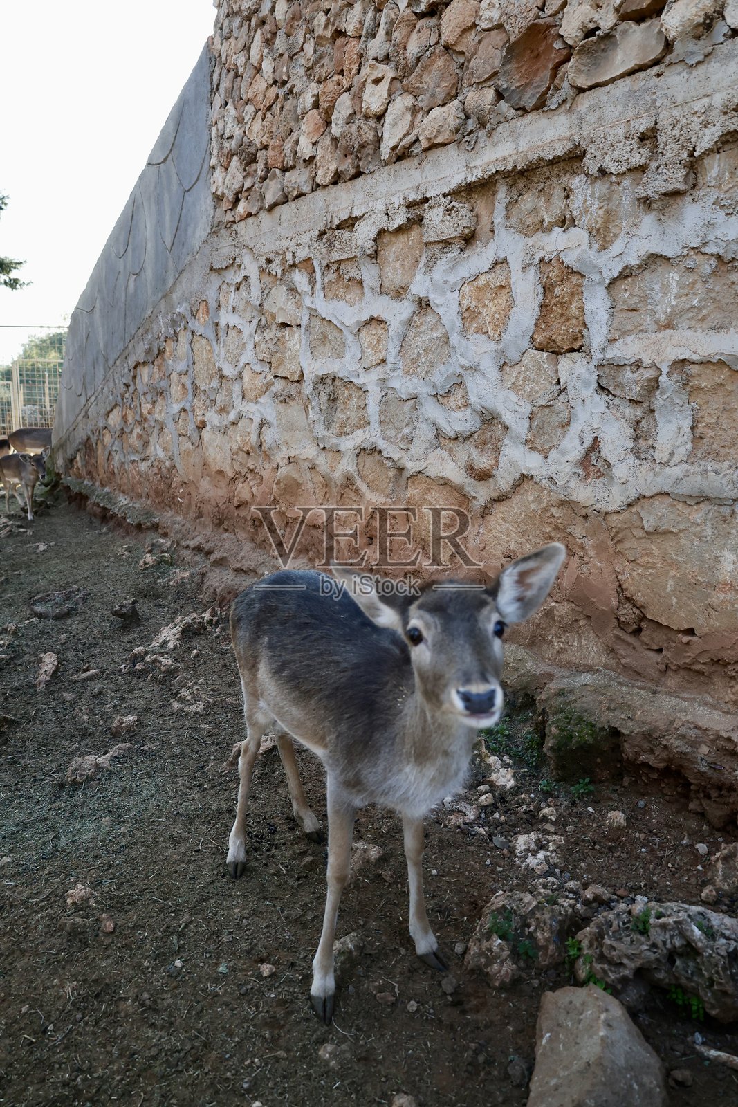 鹿在森林中觅食照片摄影图片