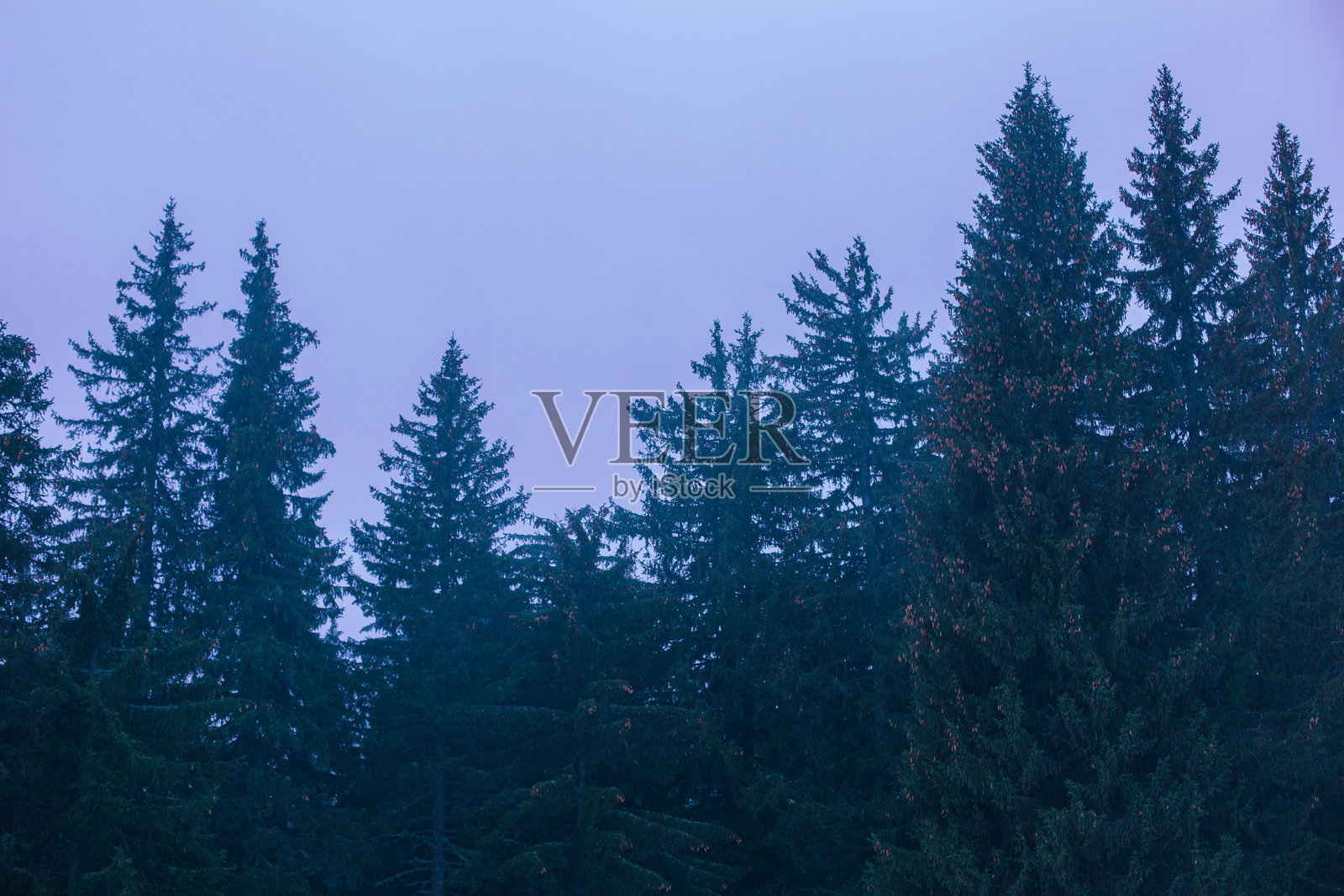 树林中的雾气照片摄影图片