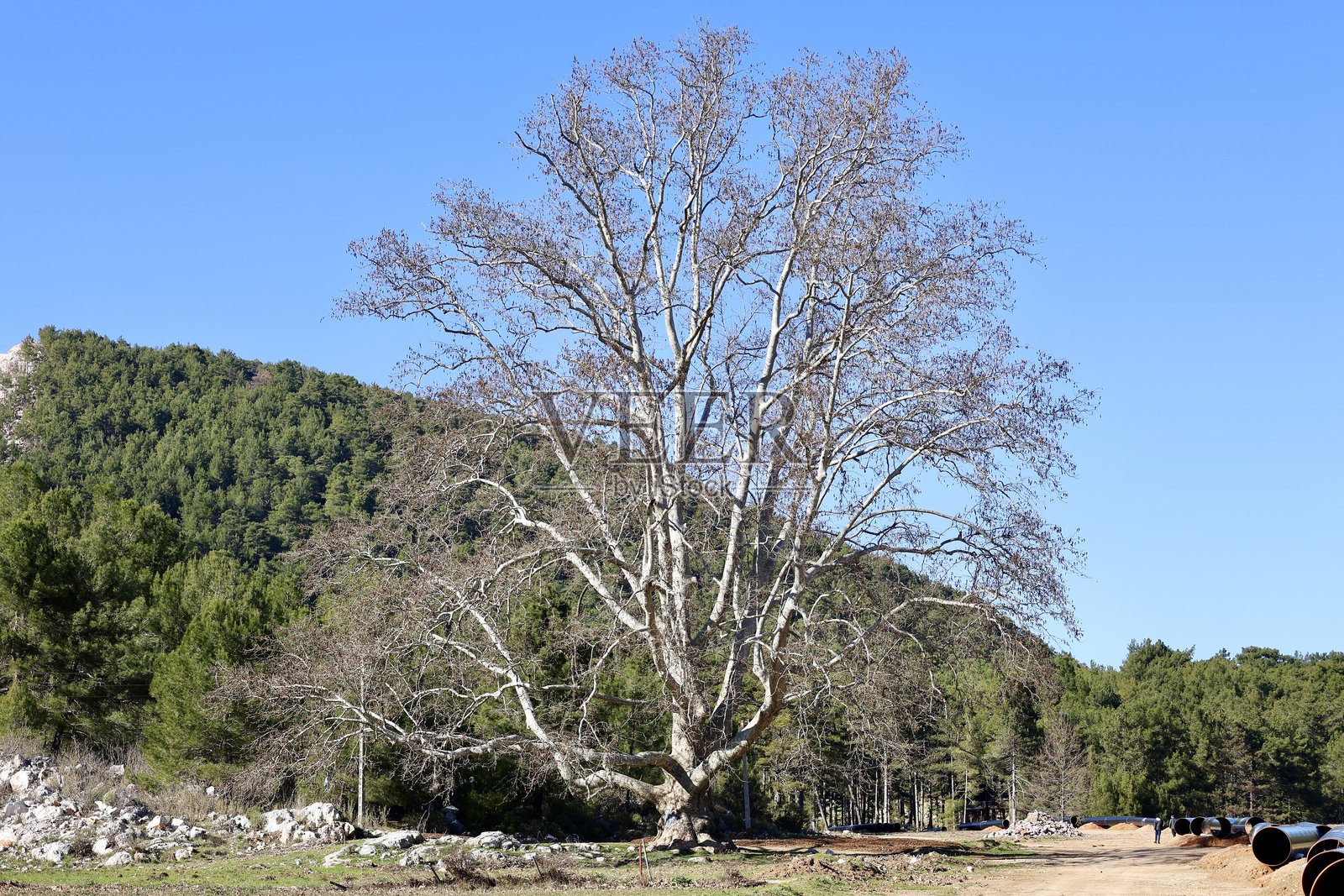 巨大的古老树木照片摄影图片