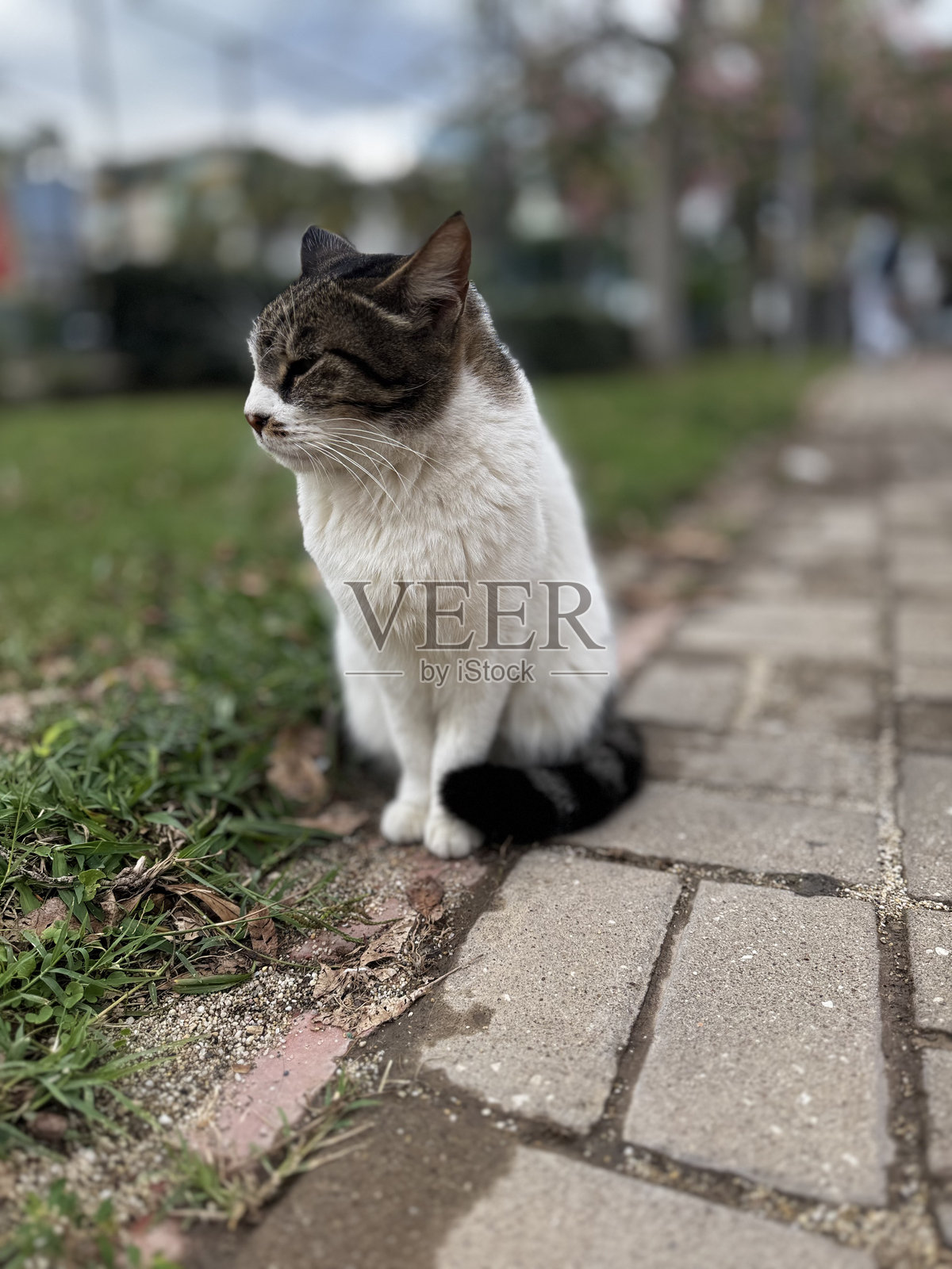 迷人的猫脸照片摄影图片