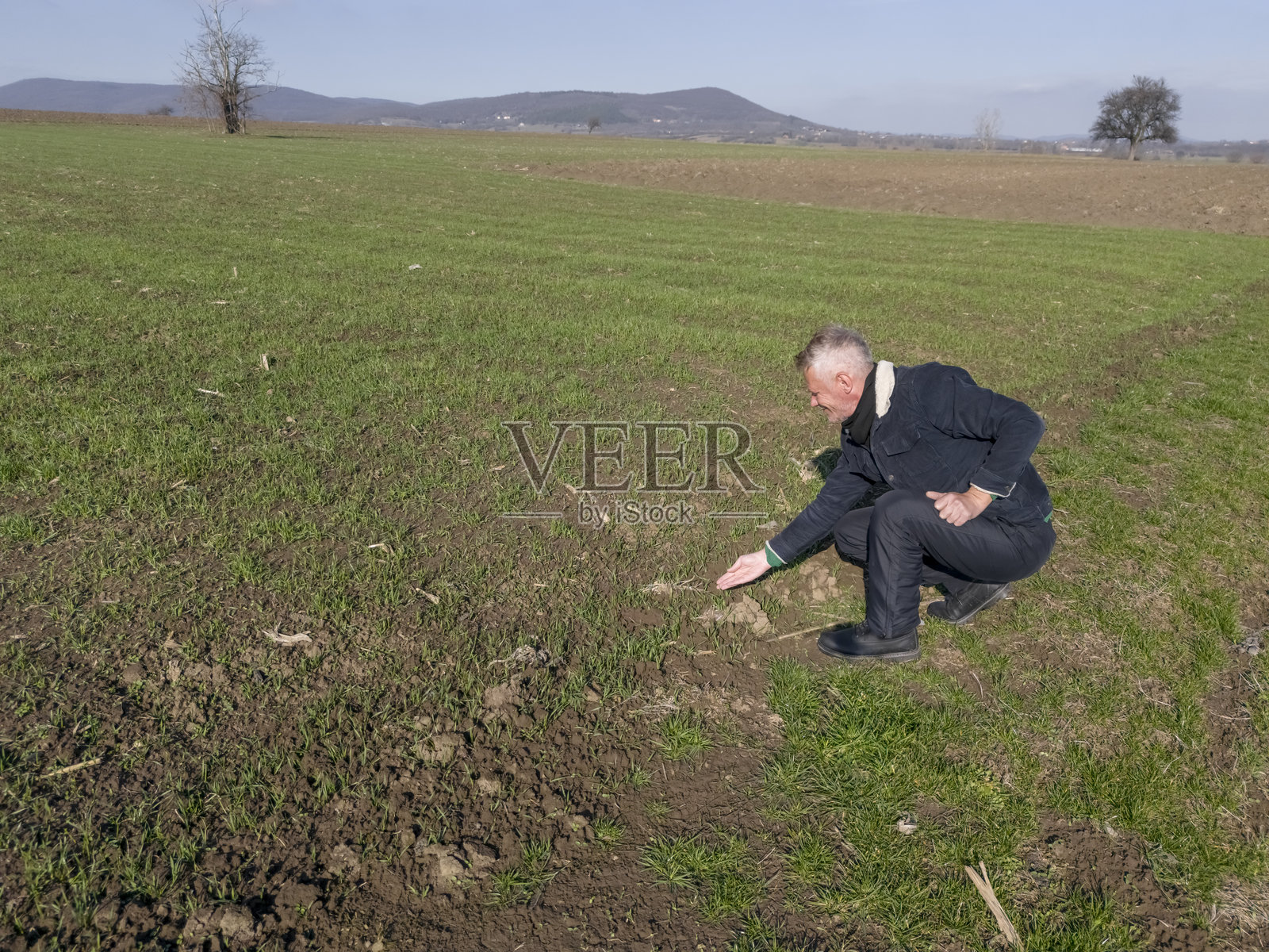 春季发芽的小麦田照片摄影图片