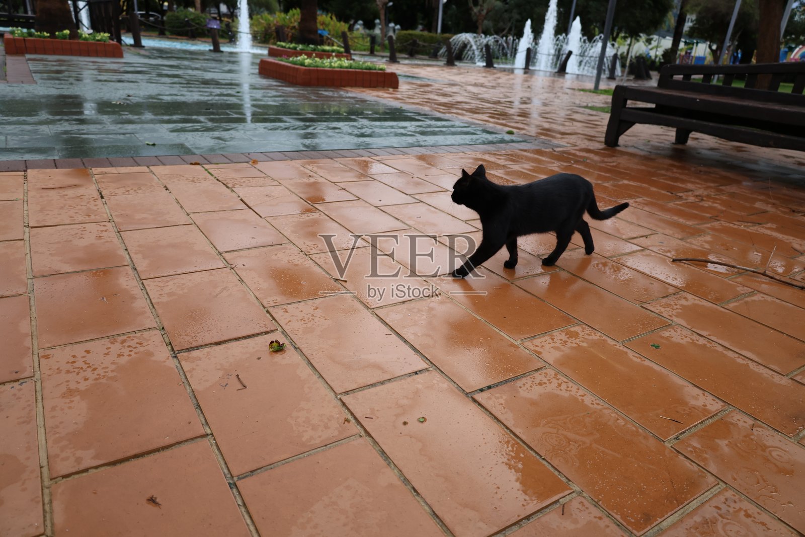 猫咪木制结构照片摄影图片