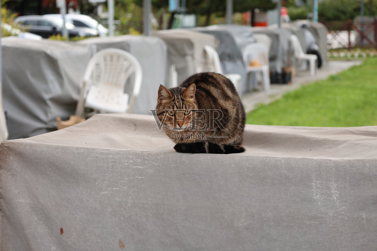 猫石灌木丛照片摄影图片