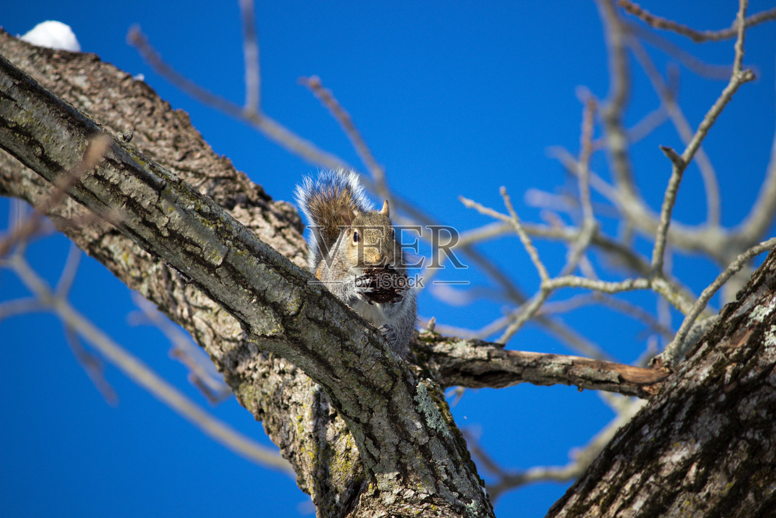 东部灰松鼠 (Sciurus carolinensis)照片摄影图片