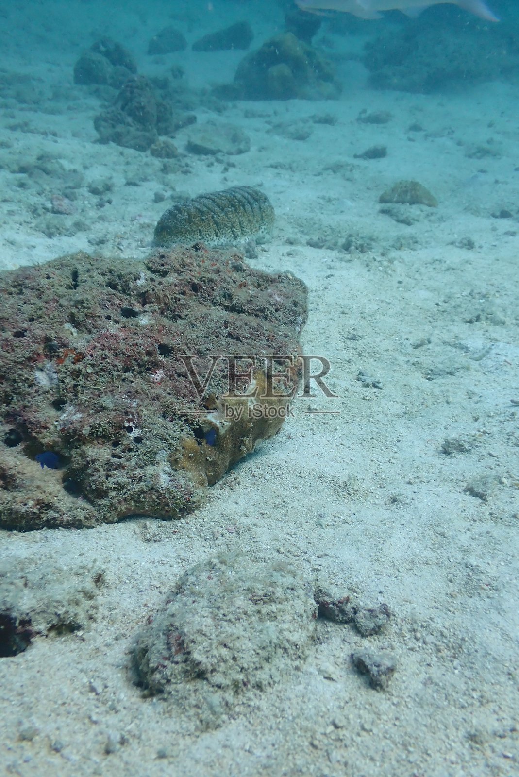水下摄影的潜水活动与海洋生物照片摄影图片