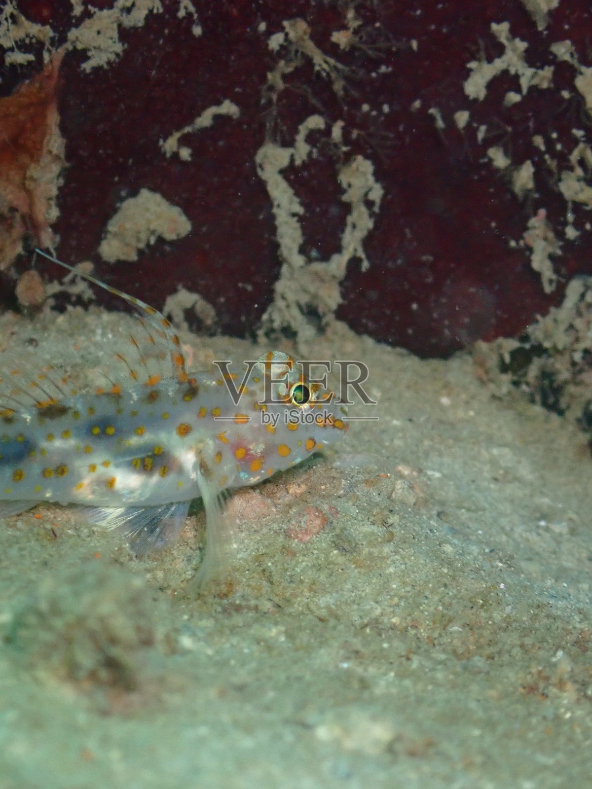 水下摄影的潜水活动与海洋生物照片摄影图片