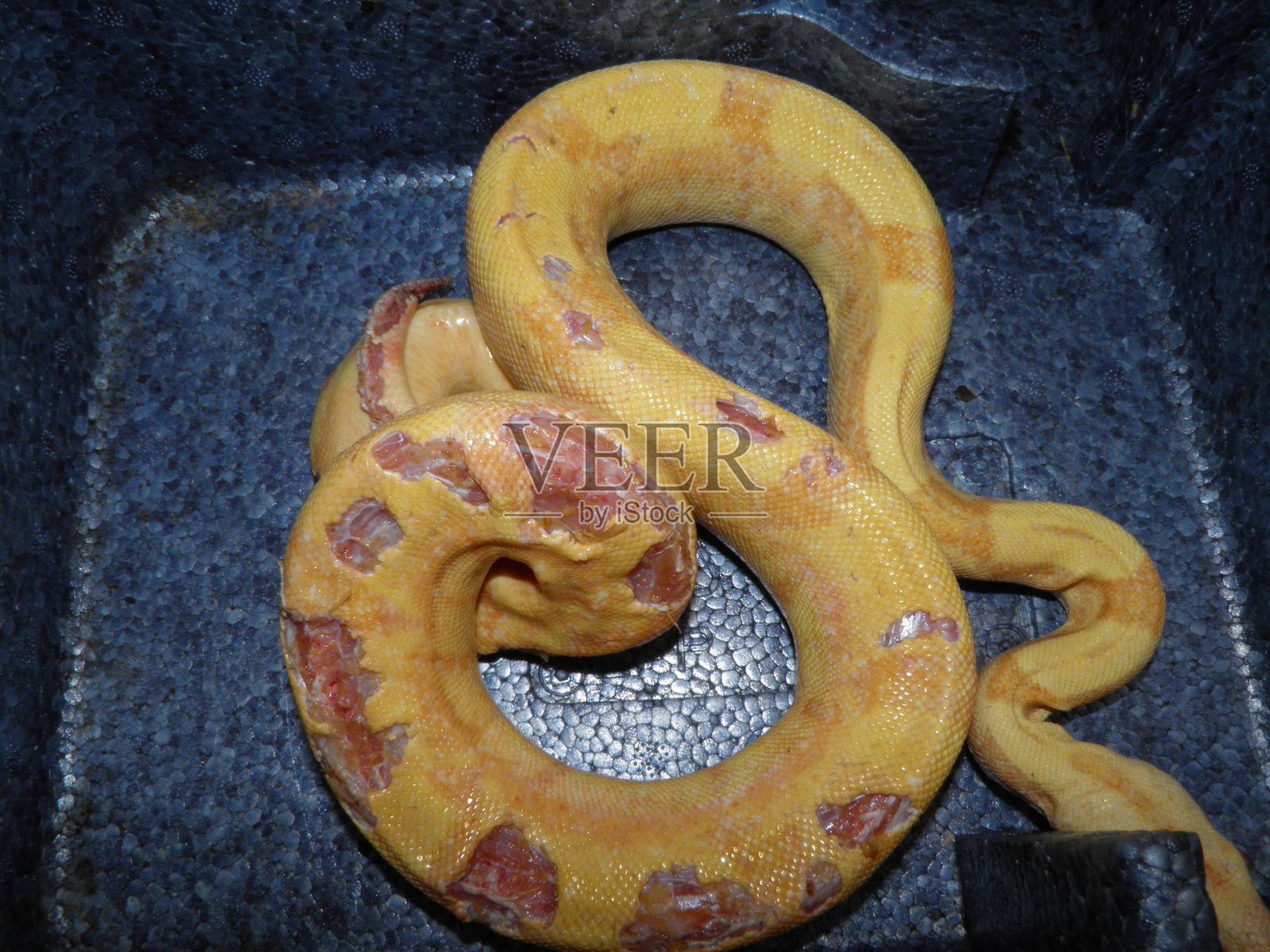 蟒蛇上的鼠咬伤口照片摄影图片