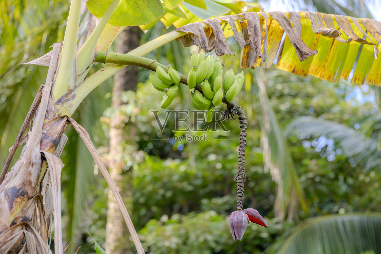 毛伊岛，夏威夷照片摄影图片