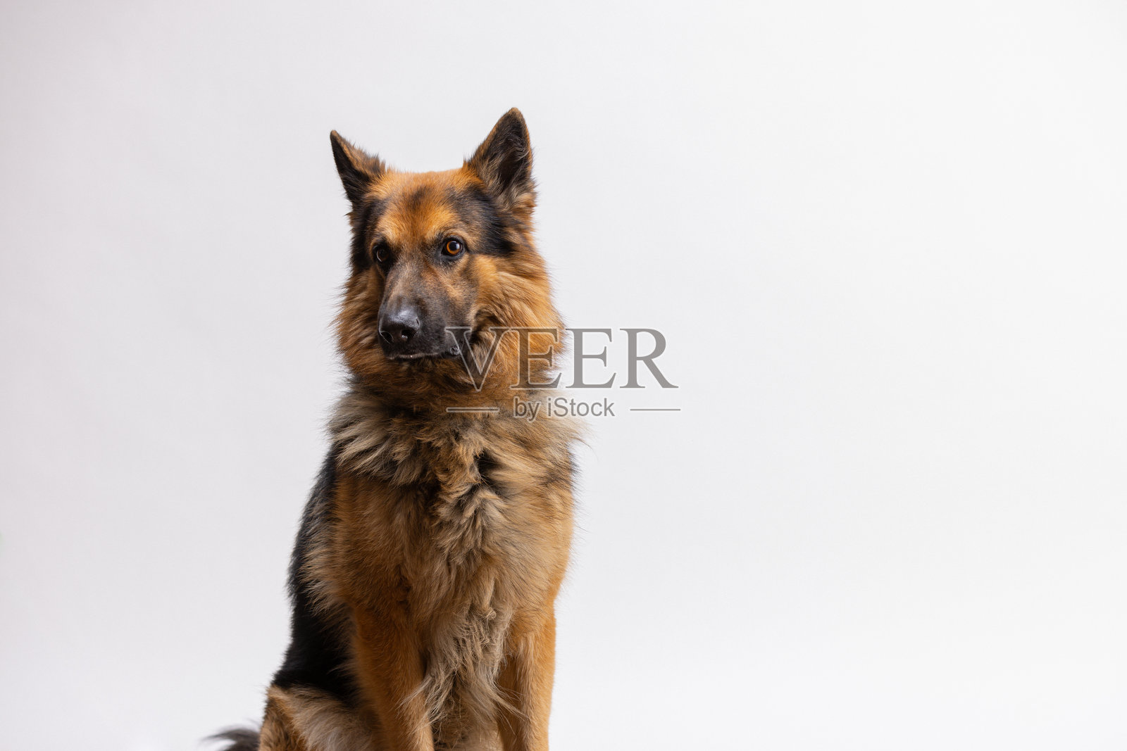 美丽的德国牧羊犬，面向相机，目光投向一旁照片摄影图片