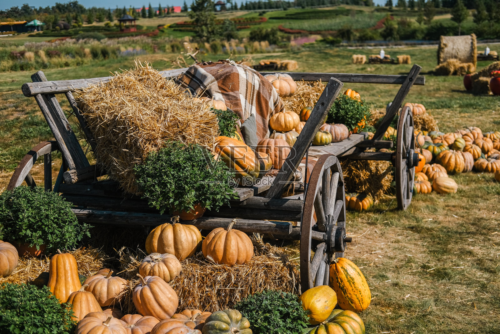秋季丰收展示，南瓜和干草捆在风景如画的乡村环境中。照片摄影图片