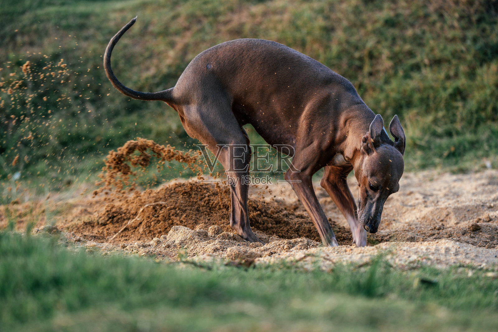 灰狗在沙子里挖洞照片摄影图片