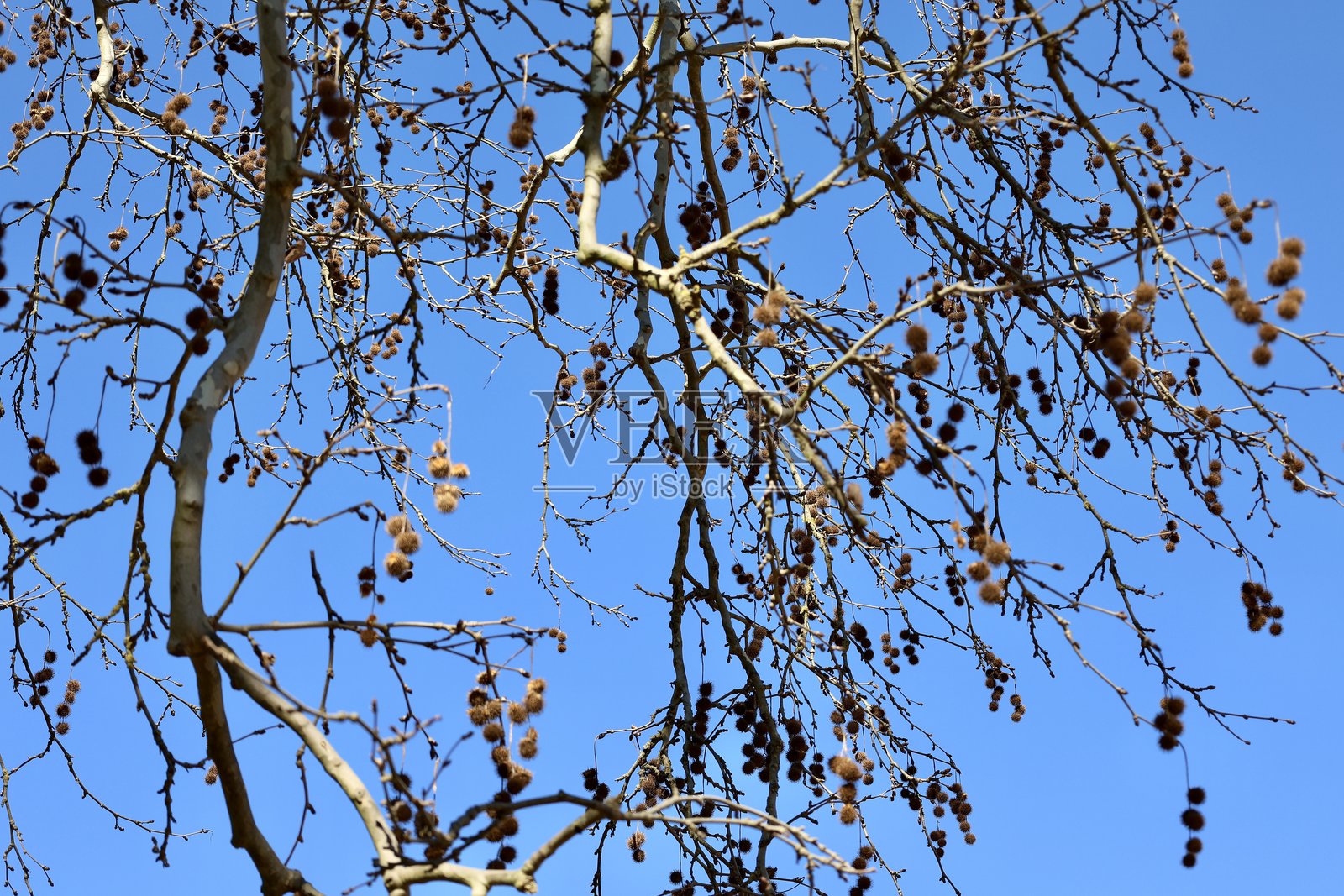 巨大的古树照片摄影图片