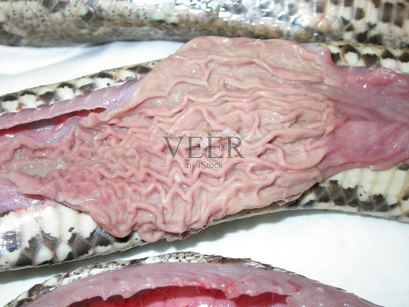 中非岩蟒（Python sebae）开放胃部的尸检显微照片照片摄影图片