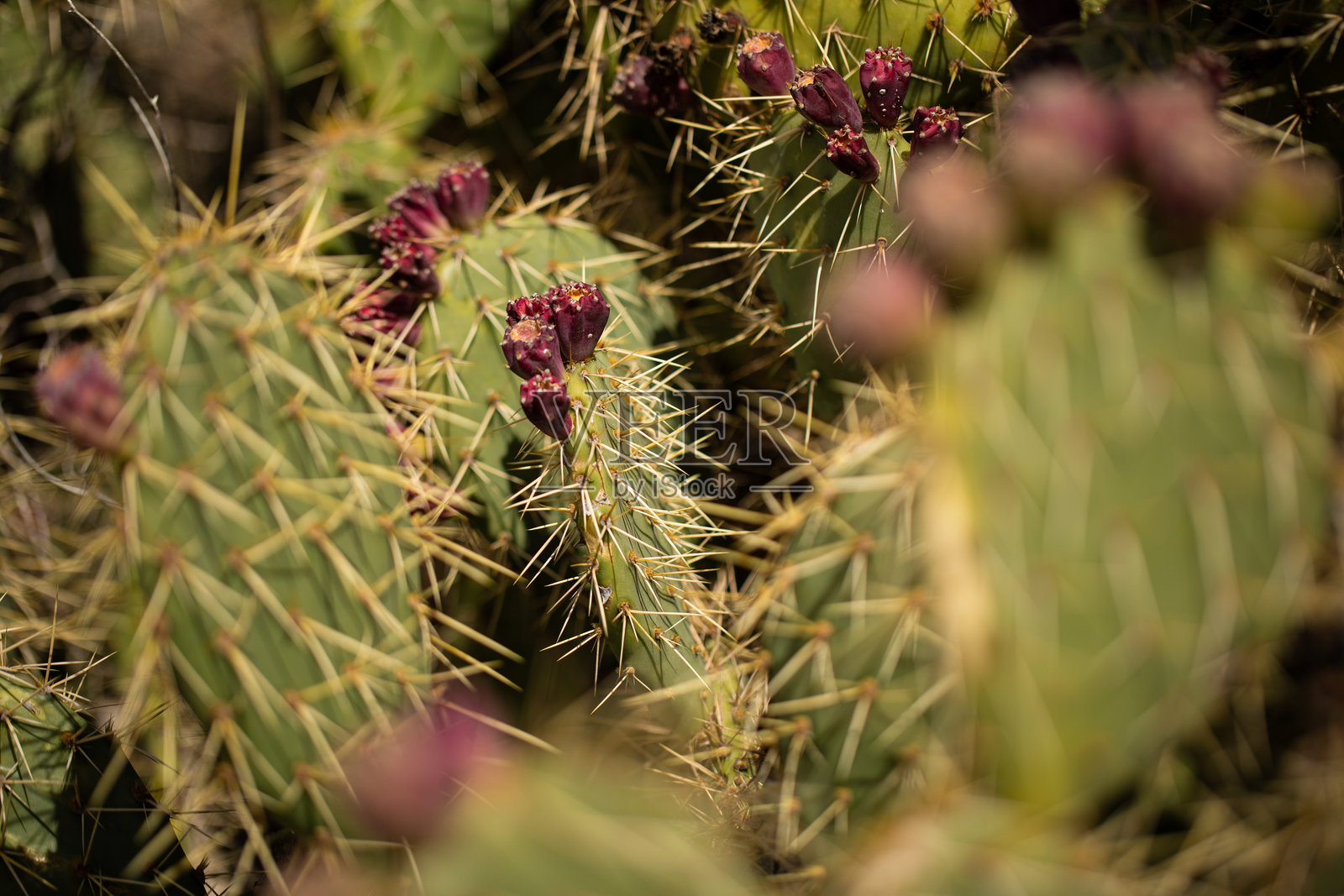 有很多危险刺的仙人掌照片摄影图片
