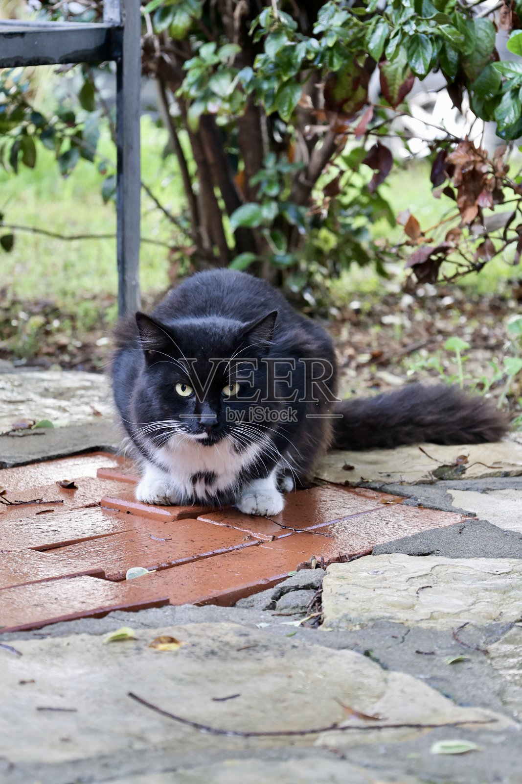 猫石灌木丛照片摄影图片