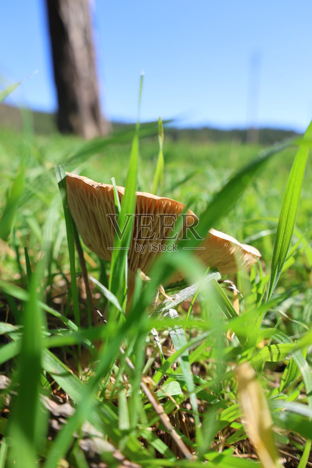 棕色蘑菇草照片摄影图片