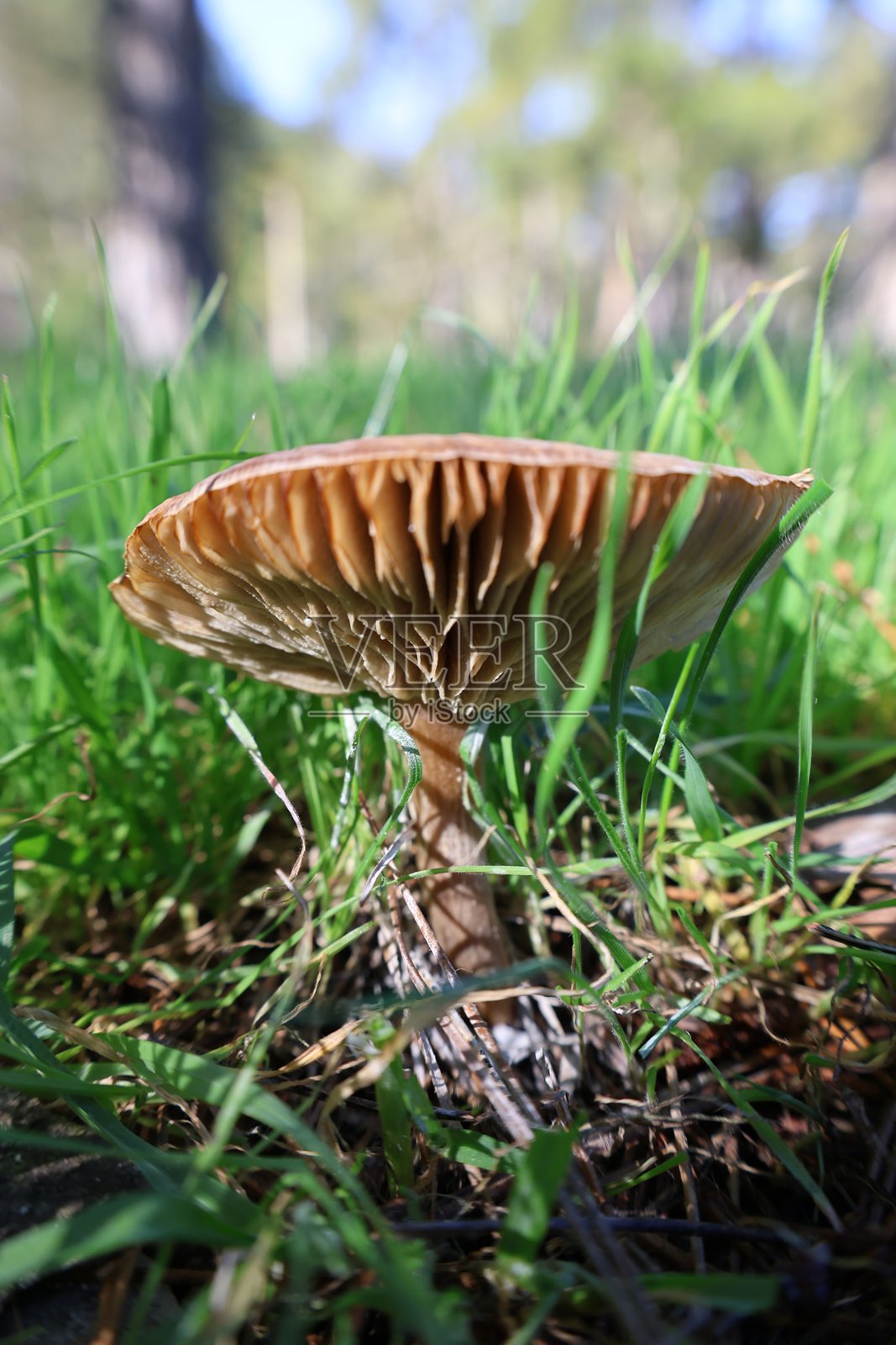 棕色蘑菇与草地照片摄影图片