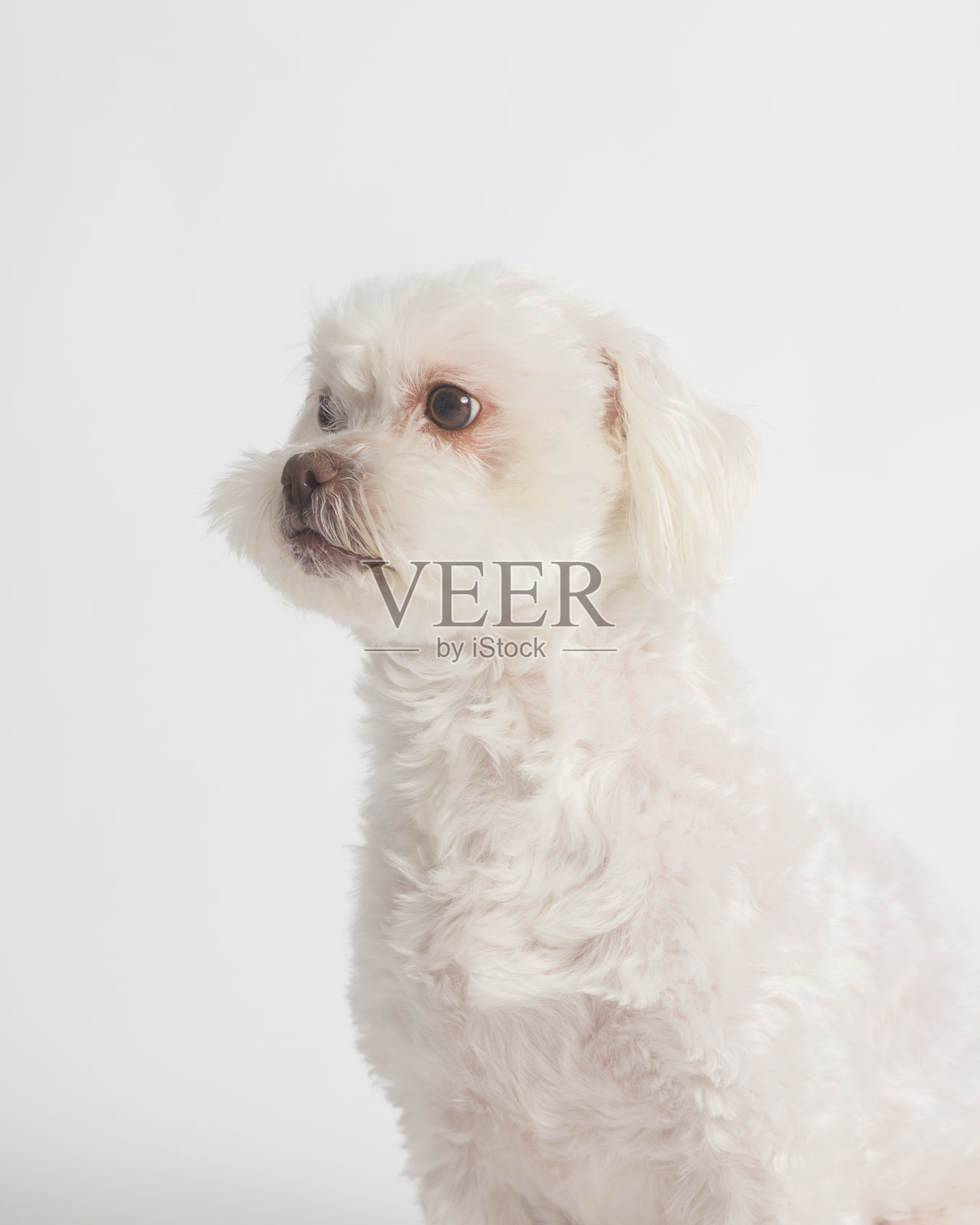 比熊犬 - 工作室肖像 - 可爱 - 长焦镜头照片摄影图片