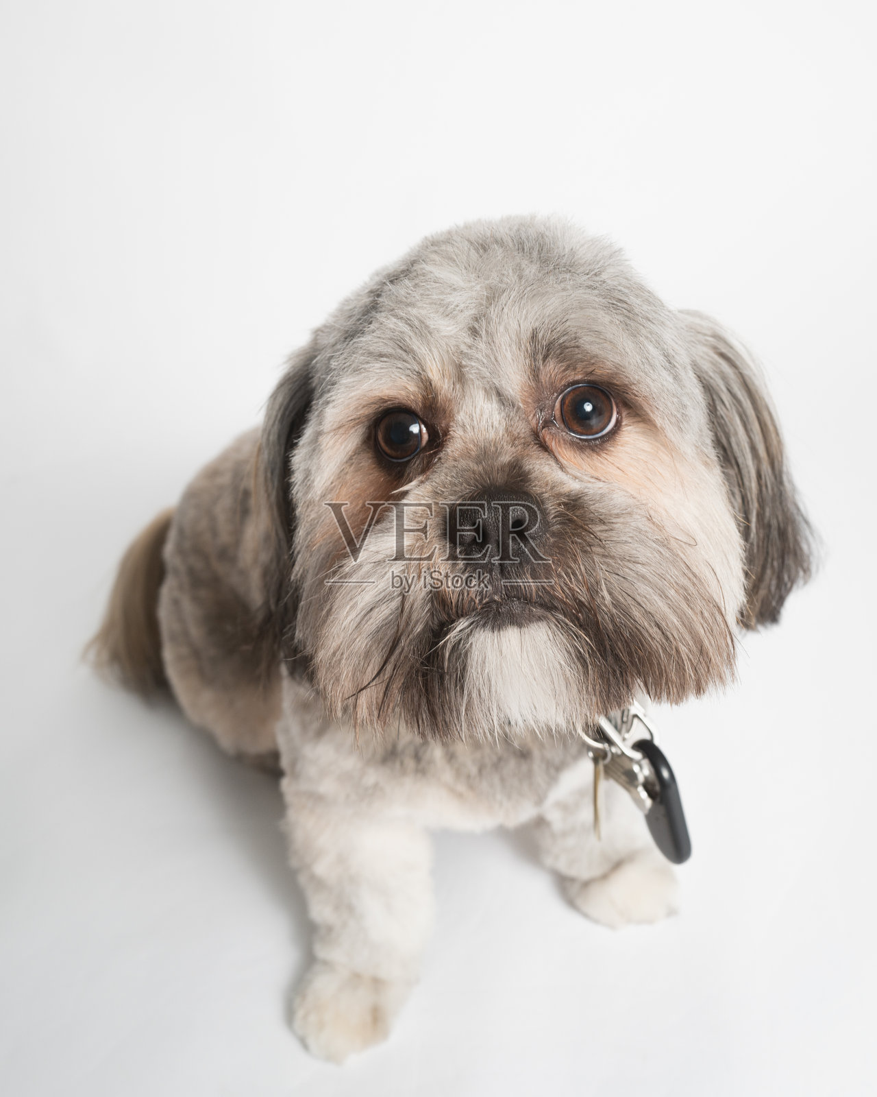 棕白色西施犬 - 特写 - 坐姿 - 白色摄影棚肖像照片摄影图片