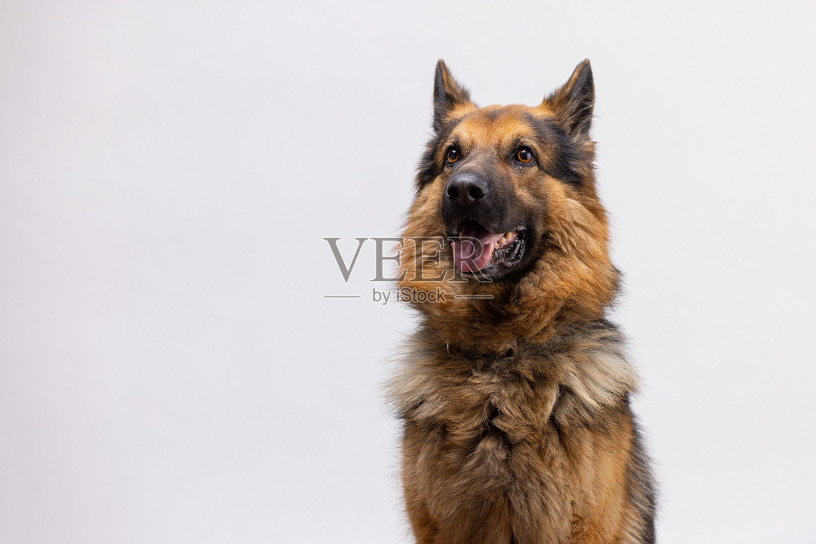 美丽的德国牧羊犬，面向相机，目光投向一旁照片摄影图片