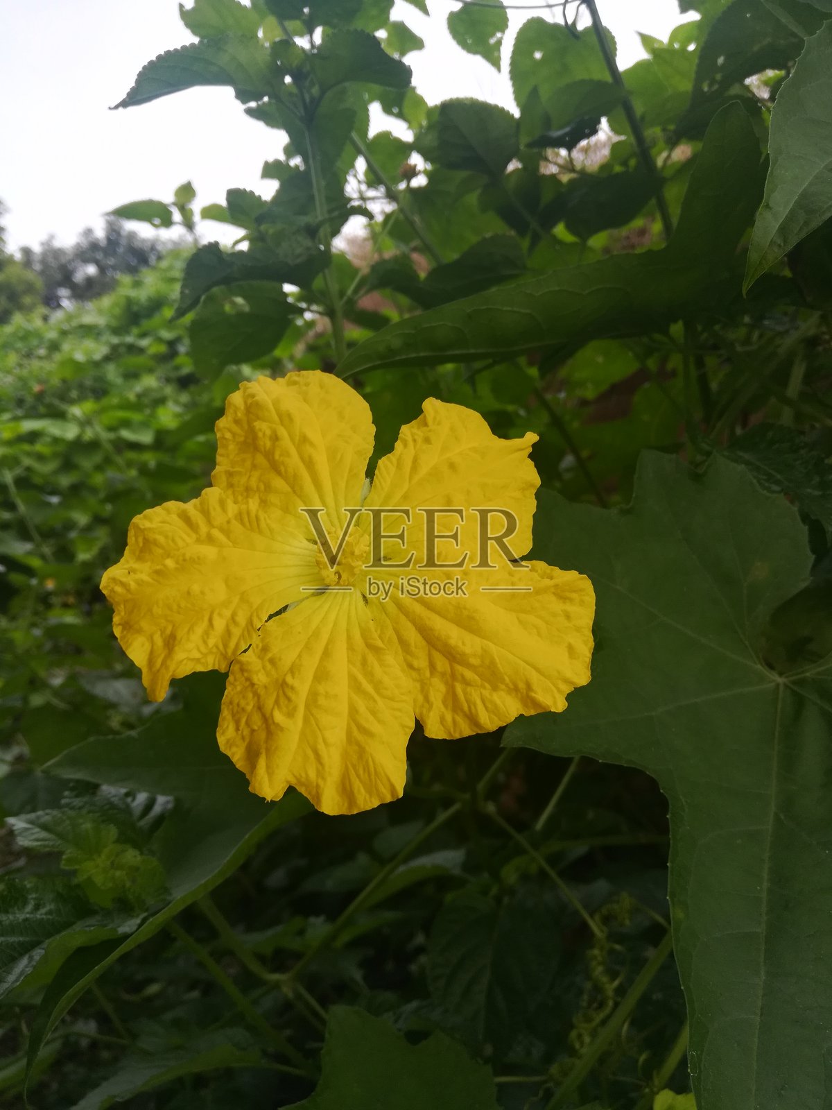 海绵瓜植物的黄色花朵景观照片摄影图片