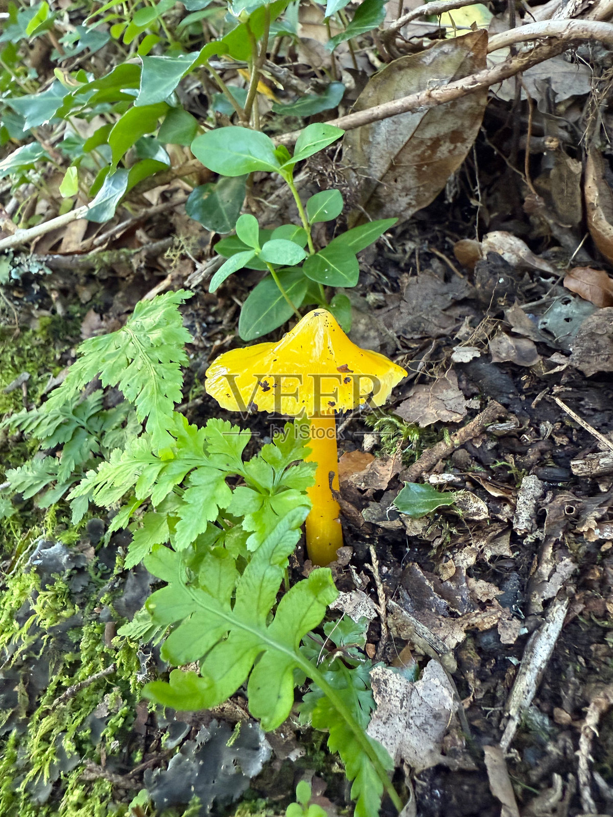 被绿色叶子包围的小黄蘑菇照片摄影图片