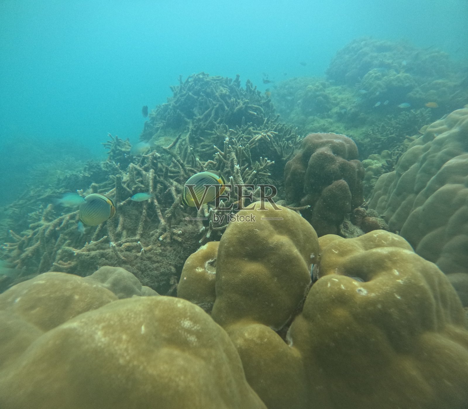 潜水员的水下摄影拍摄照片摄影图片