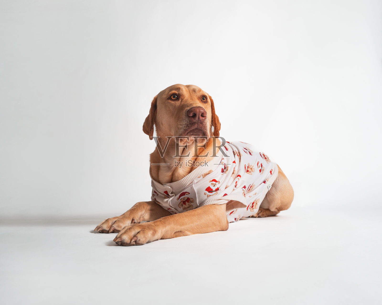 黄色橙色拉布拉多猎犬 - 工作室肖像 - 冬季毛衣照片摄影图片