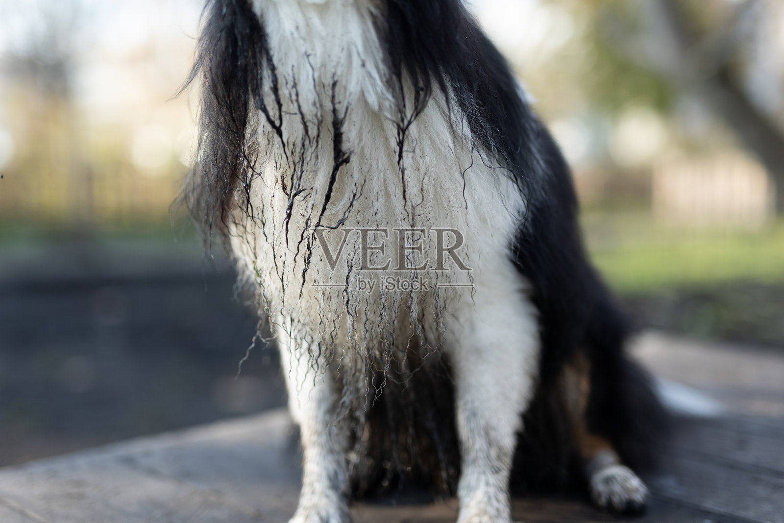 雪纳瑞牧羊犬在狗跑道上照片摄影图片