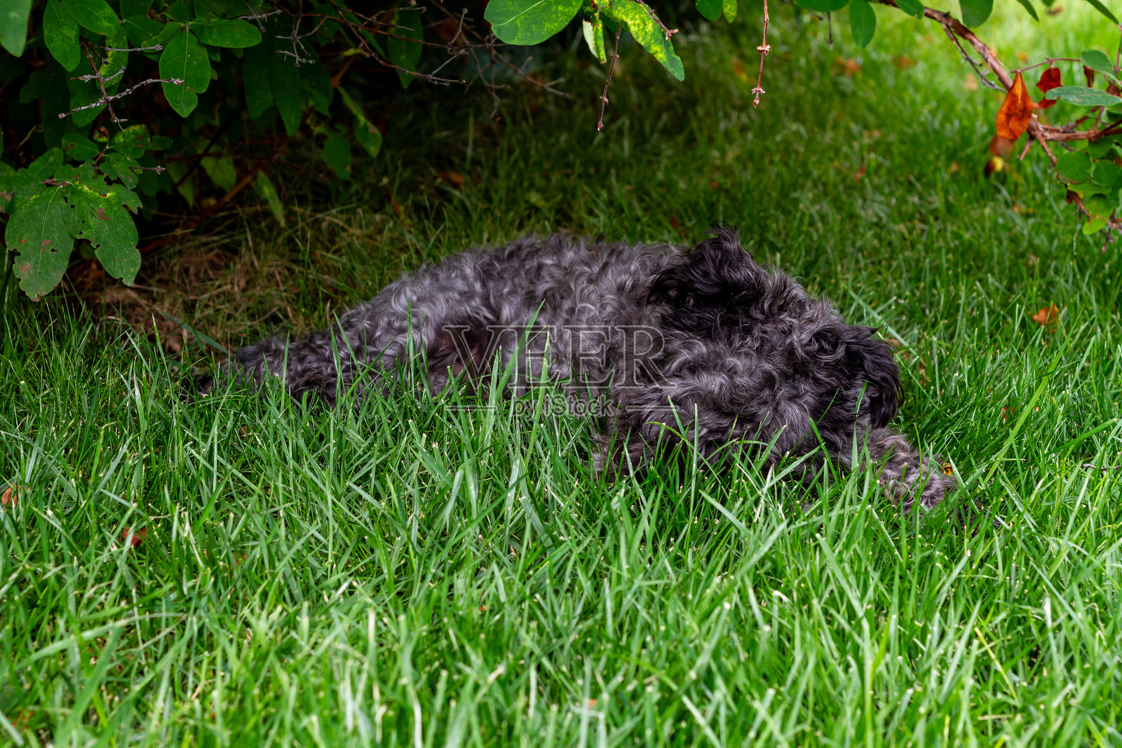 黑色毛茸茸的迷你雪纳瑞/贵宾犬混合犬 - 在哈斯卡普灌木下的草坪上睡觉照片摄影图片