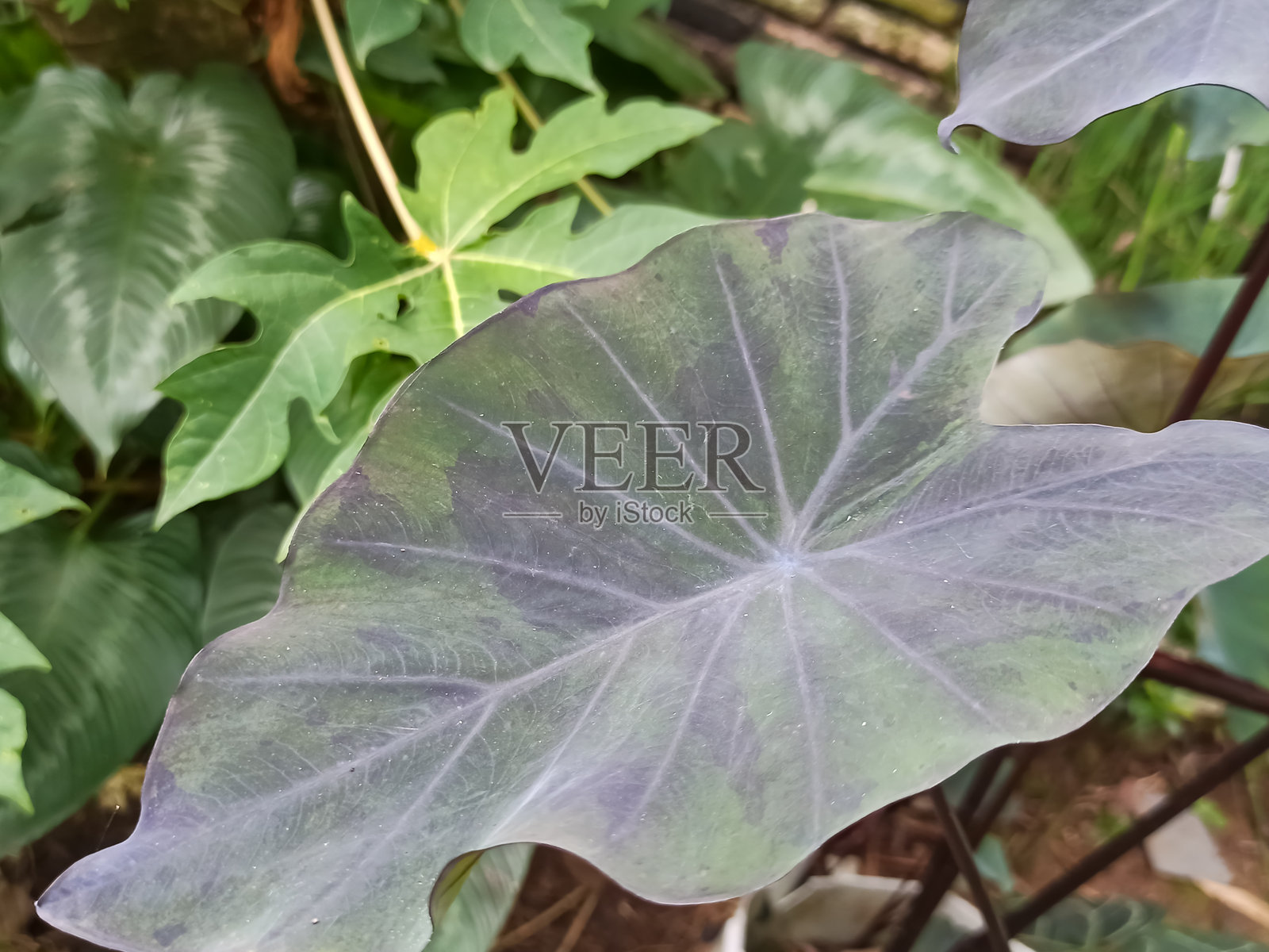 芋头植物生长在房子旁边，也可以用作观赏植物。照片摄影图片