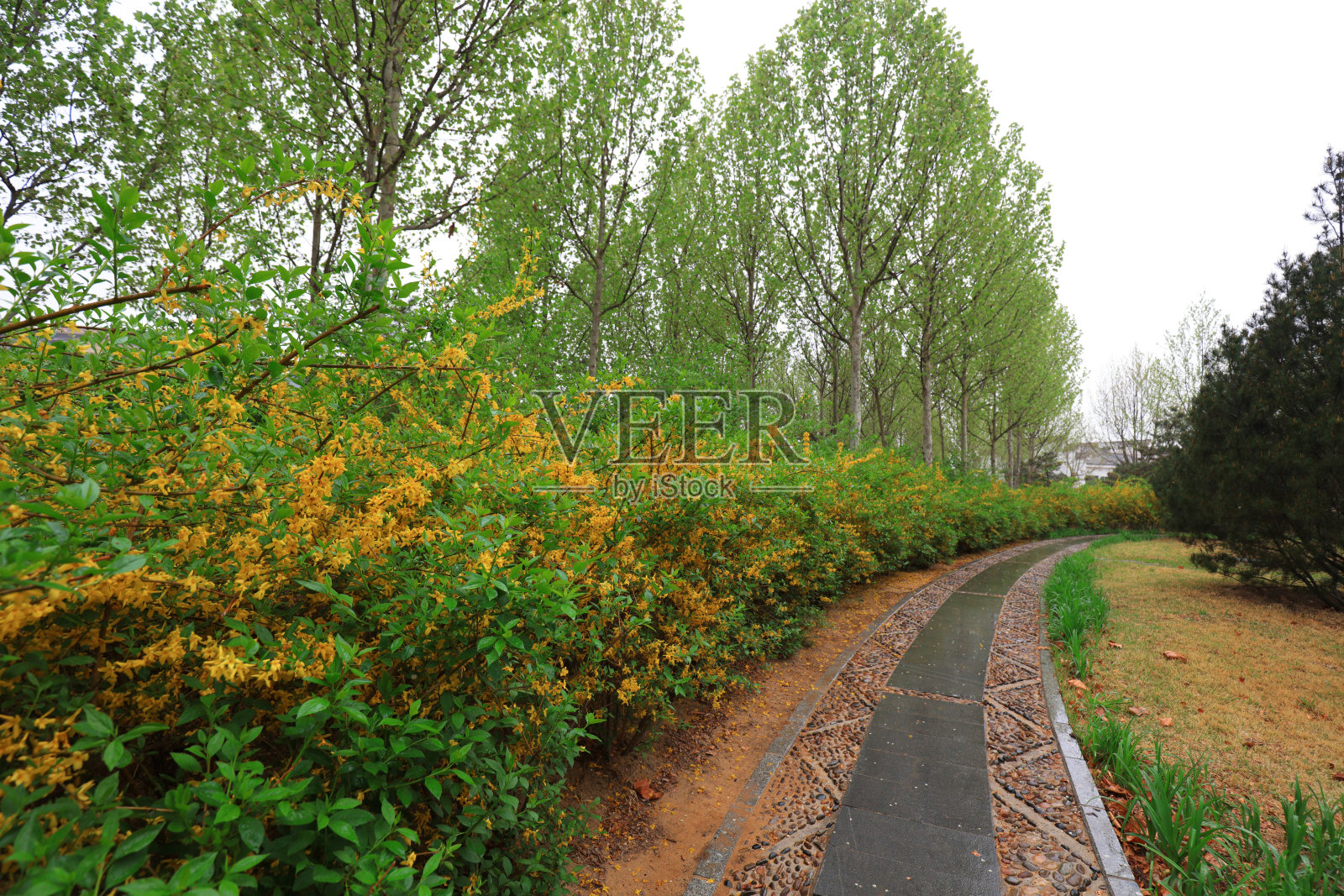 公园里的小路和两旁的绿色植物照片摄影图片