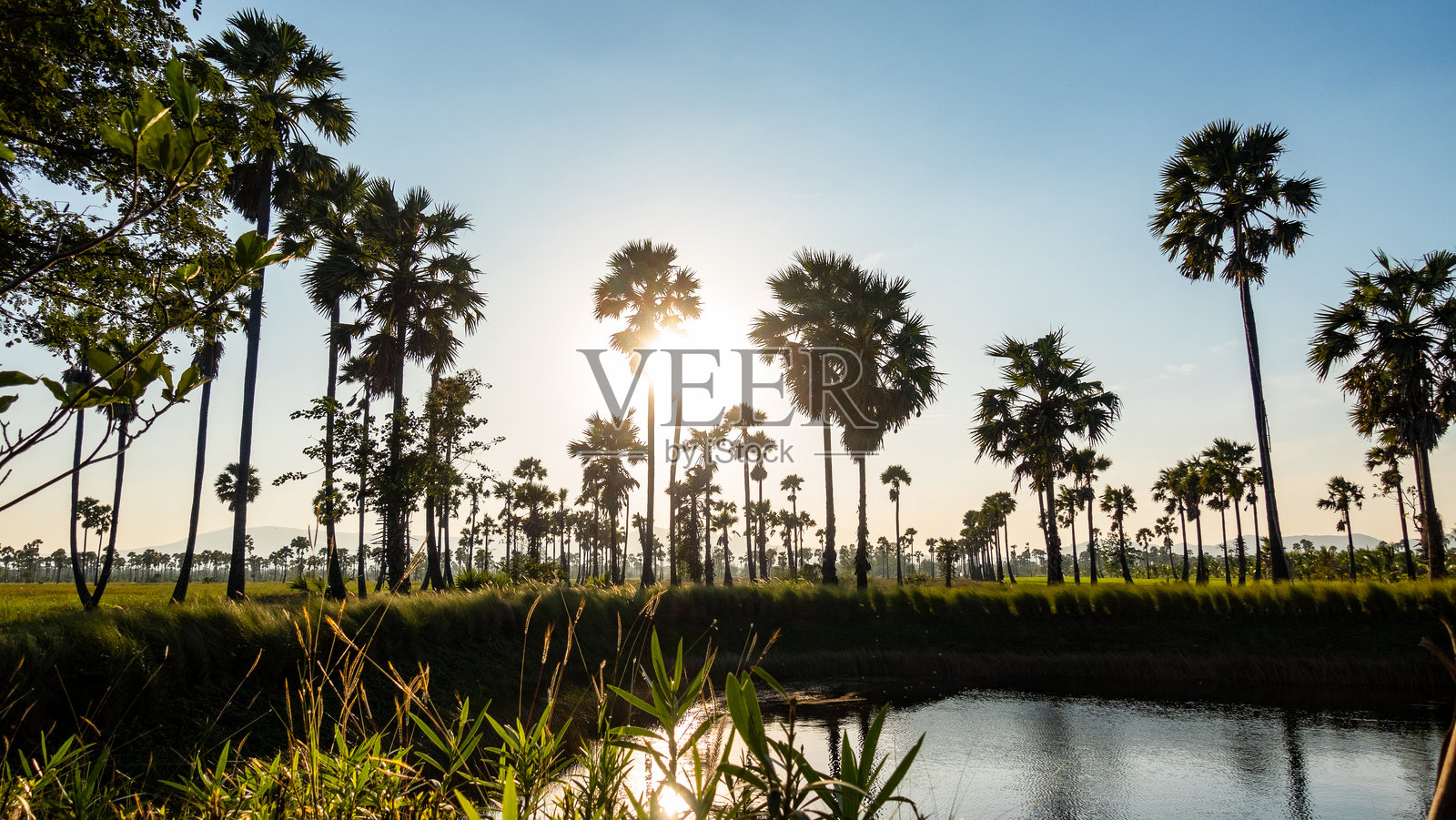 糖棕榈树和稻田的背景。夕阳背景下的糖棕榈树。照片摄影图片
