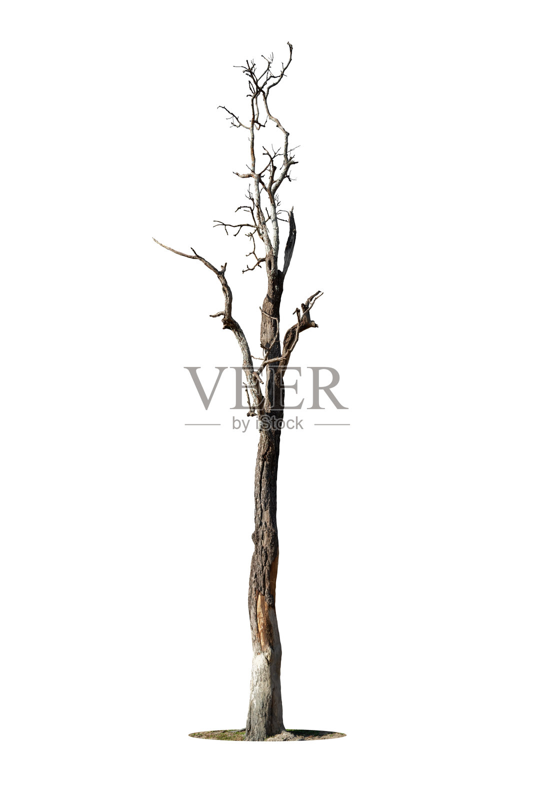 枯死大树的干枝，有裂开的深色树皮。美丽的老树孤立在白色的背景上。大自然中一棵老而死的树。孤独的树干林在秋天的季节变化照片摄影图片
